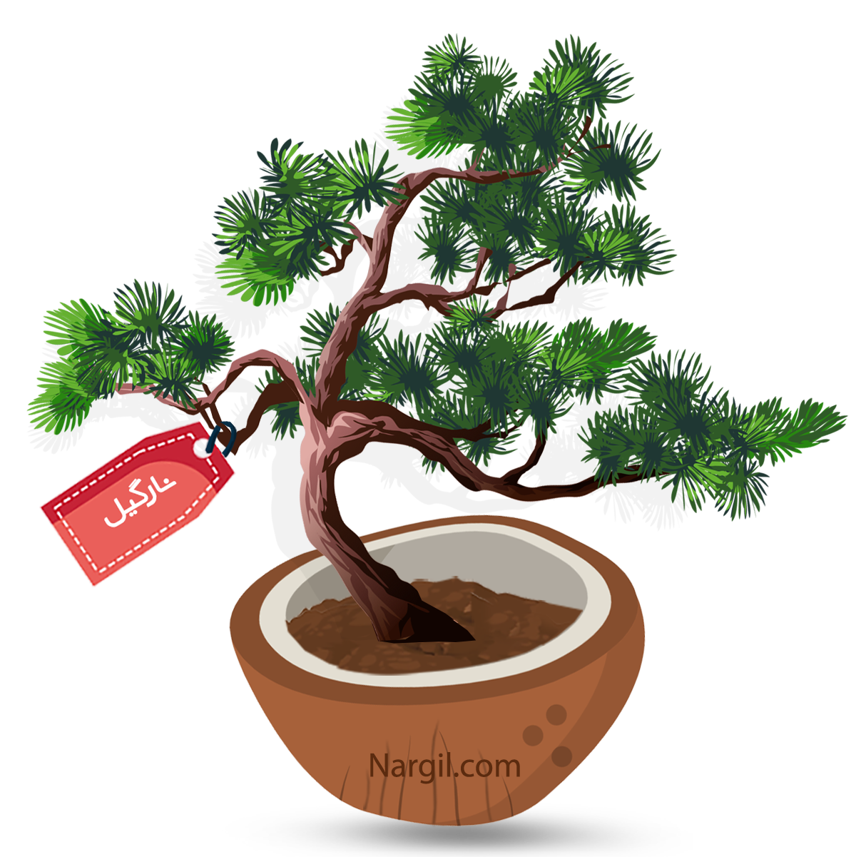  Nargil - European Black Pine